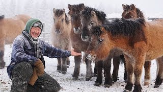 Sibérie : il élève des chevaux par -20° ! - ZAPPING NOMADE