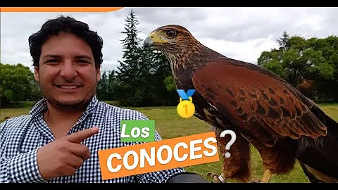 Como é que os falcões caçam?