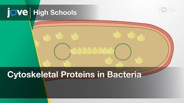 Cytoskeletal Proteins in Bacteria | Cell Bio | Video Textbooks - Preview