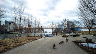 Roosevelt Island Morning Walk and Sounds 4K - New York City