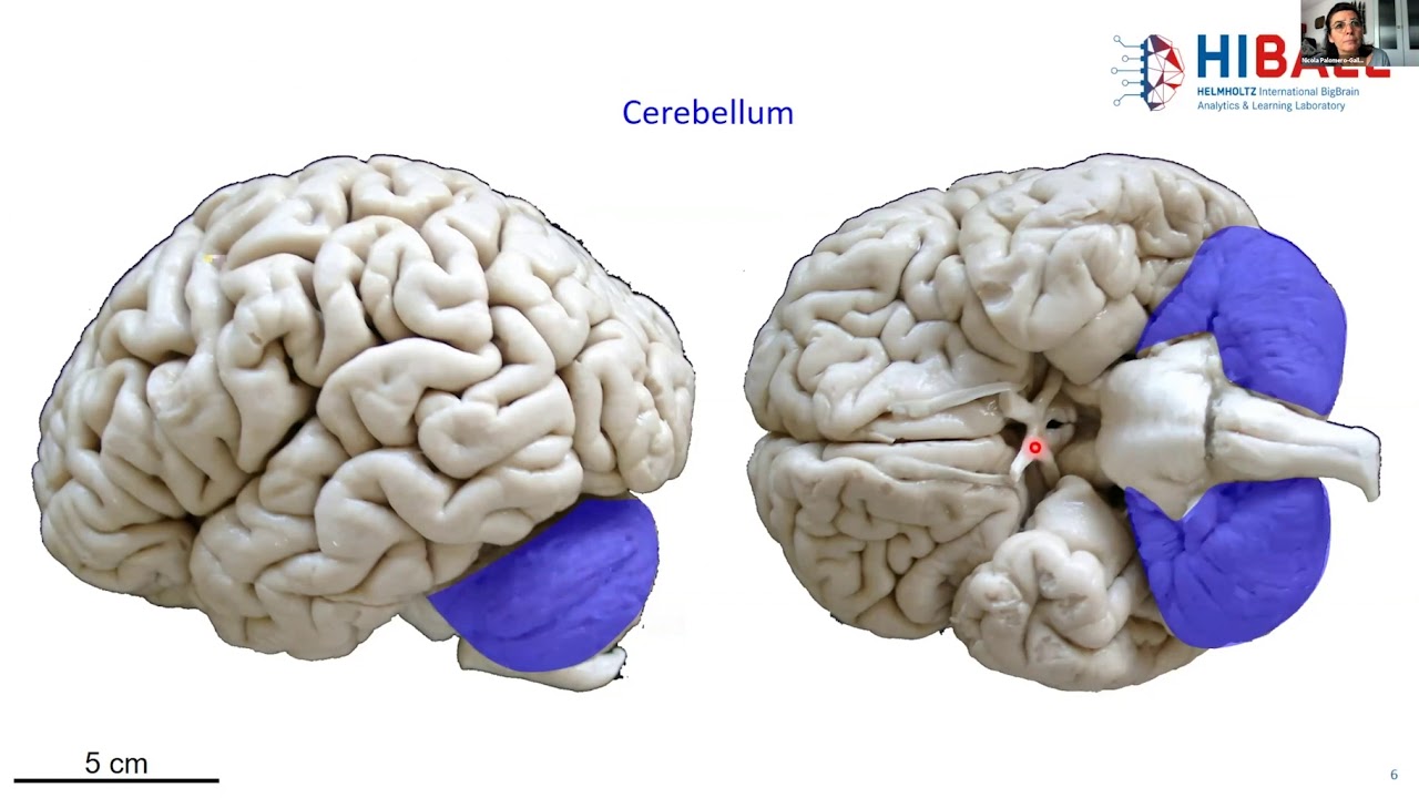 Day 1 - 02. BigBrain anatomy for beginners (Nicola Palomero-Gallagher)