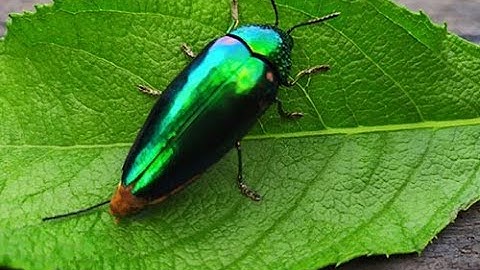 Brilliant iridescence can conceal as well as attract