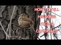 How to Identify a Carolina Wren's Song: NARRATED