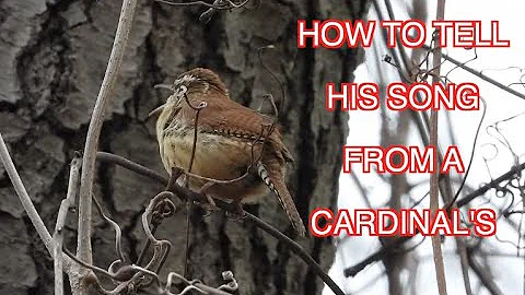 How to Identify a Carolina Wren's Song: NARRATED