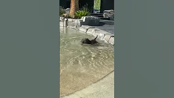 TBC King Giagi SOLA S FATHER Swimming In His Own Dog Pool 
