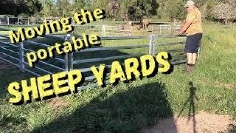Moving the portable sheep yards