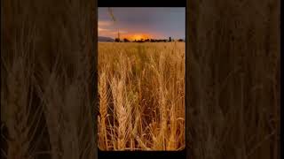 Küstüğüme Bakma Benim