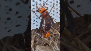 Download Lagu Giant Hornets Mating Process in a Farm – Fascinating Nature! 👀 MP3