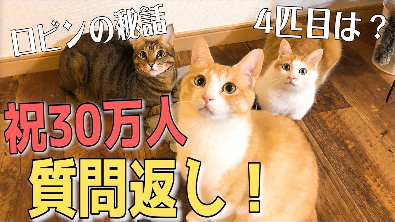 ネコバス。この方以外キャンセルいたします。ご了承ください。 ネコバス様専用。この方以外キャンセルいたします。ご了承