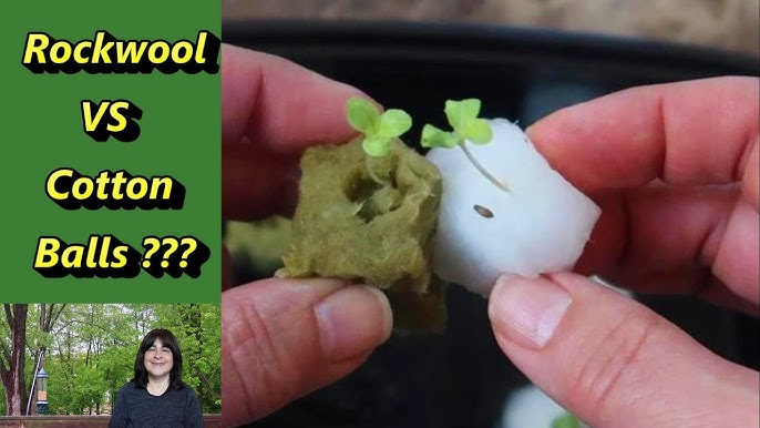 How to use Rockwool Cubes for Growing, Seed Starting, and Cutting  Propagation