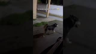 always 😭 #mexico #dog #straydog