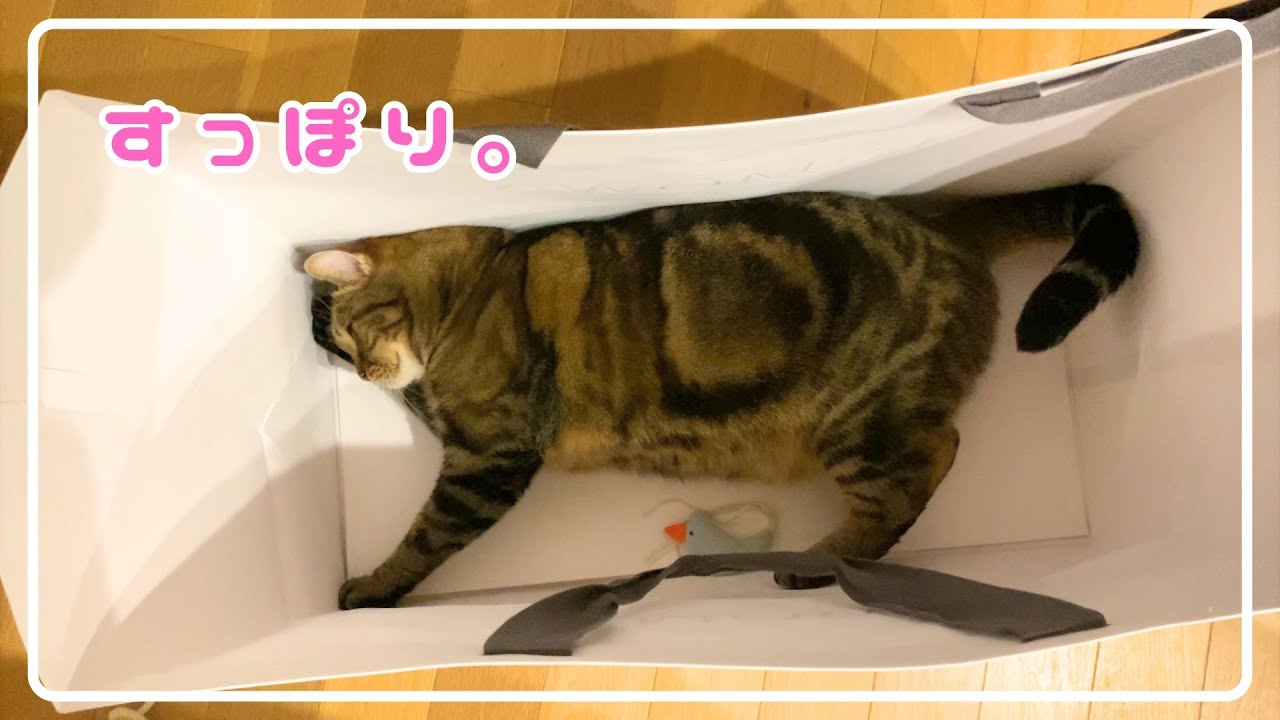 【ほっけ】巨大な紙袋で遊んでみた結果…！【アメショ】