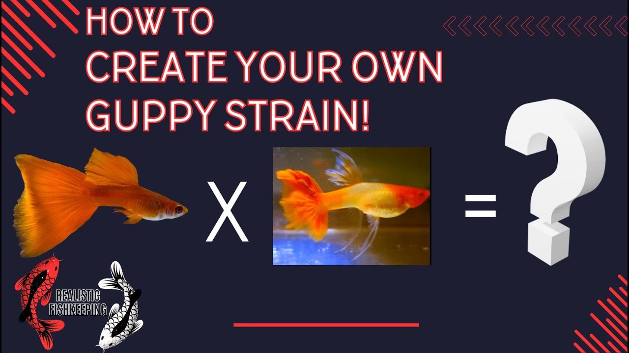 How To Create Your Own Guppy Strain