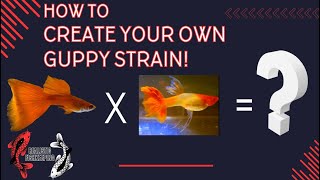 How To Create Your Own Guppy Strain