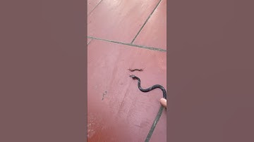 Con rết chiến đấu với rắn #shots