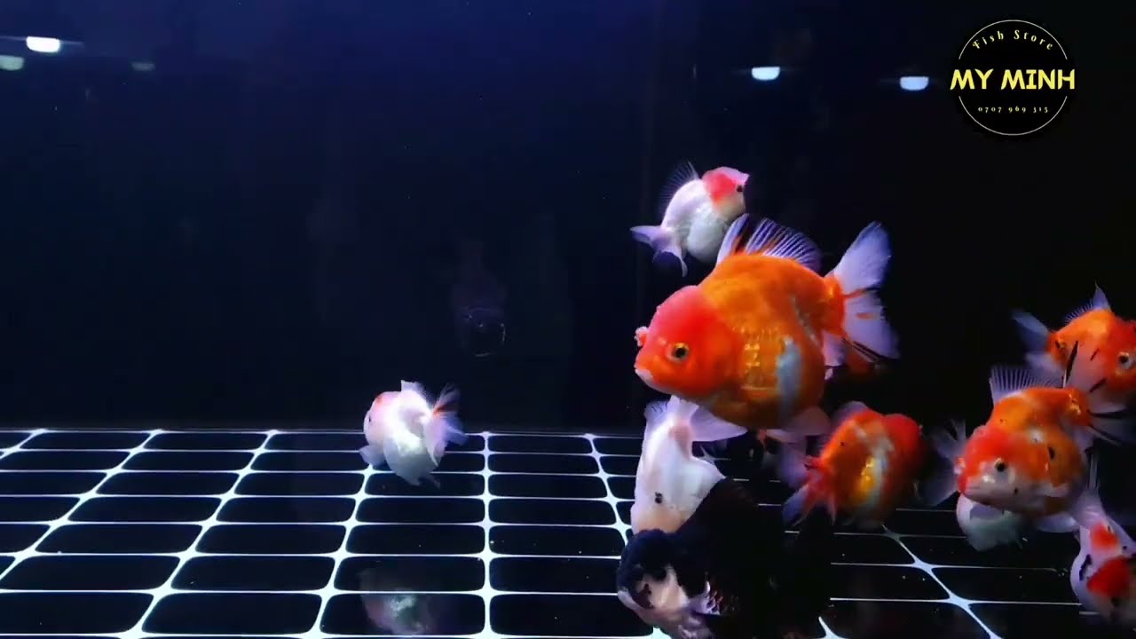 Yuanbao - Oranda Goldfish - Cá Vàng Đẹp - youtube