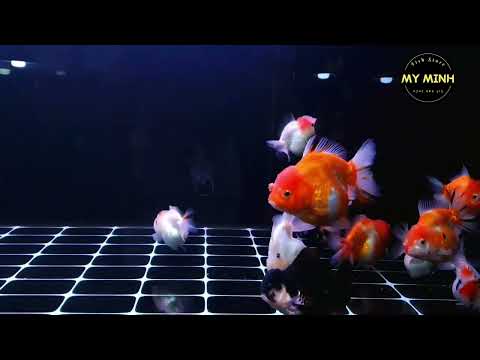 Video Yuanbao - Oranda Goldfish - Cá Vàng Đẹp - youtube