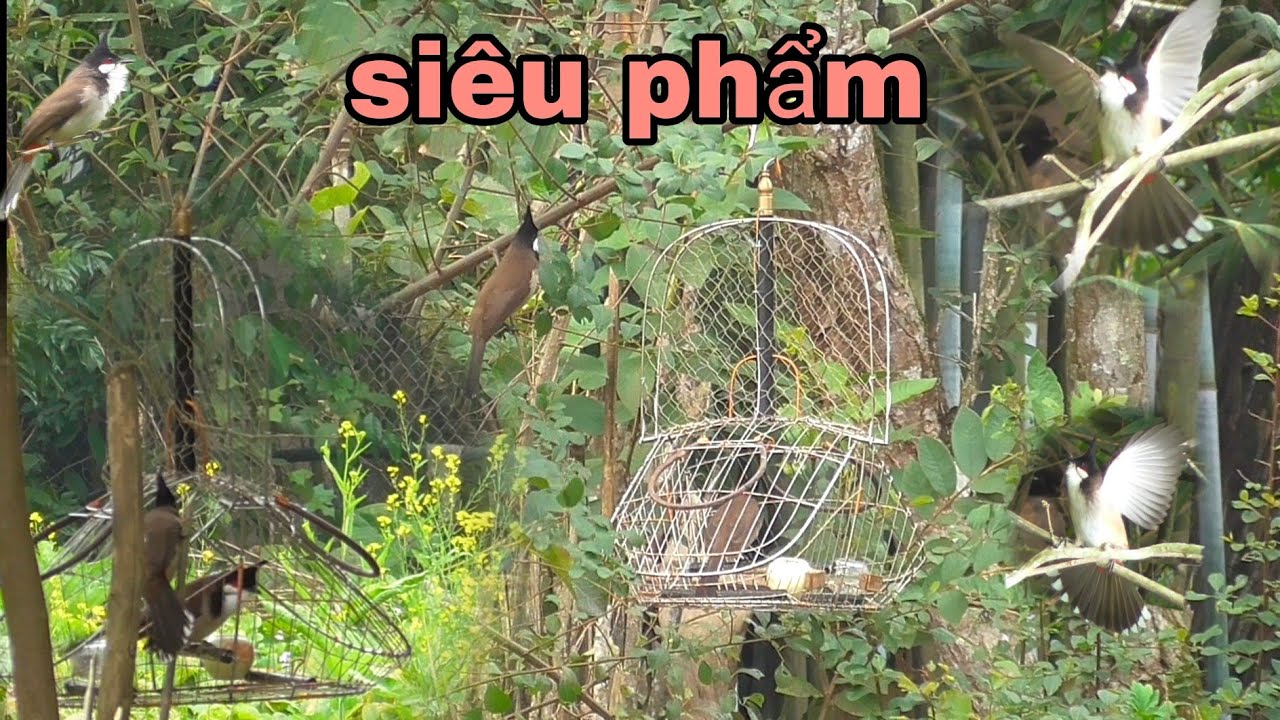 B.ẫy chào mào đụng hàng siêu phẩm ché đè mồi phải dùng 3 mồi thu phục quá chất |Huy sky