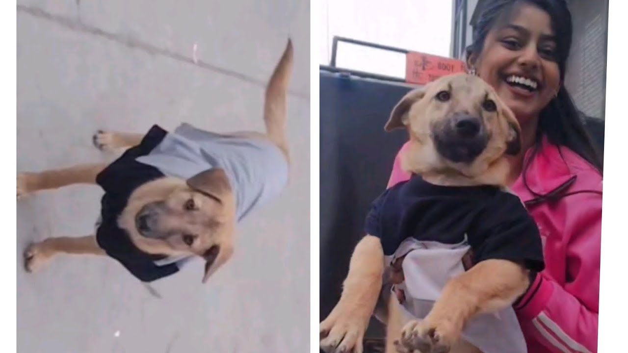 Street dog ko kapde phenaye bhot maja aya gys watch full vedio ❤👍🏻 and susbcribe my channel.