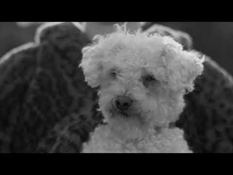 Patrick Goddard, Animal Antics, 2021, Trailer 3