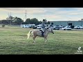 SOLD Goldtree’s Presque Vu - TITO
