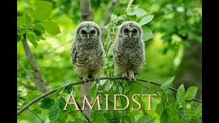 Amidst | March 2020 - mid-April 2021