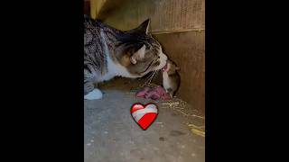 Kindness of Animals vs Last One 🐱💝
