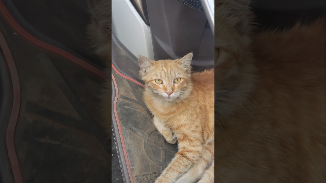 Aaj ek same simba jaisa hi orange cat mila street pe❤️ 
