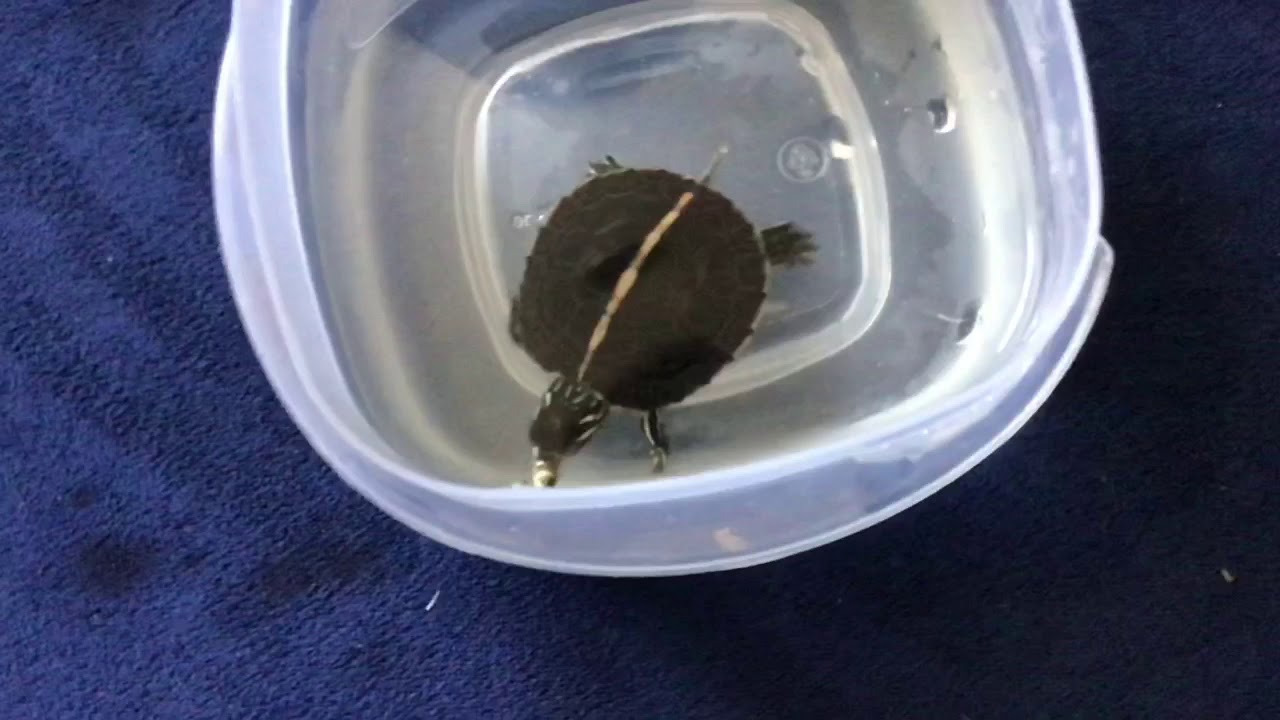Feeding my turtle a minnow! YouTube