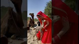 The Newlywed Bride Gently Held The Newborn Camel In The Desert Wilderness