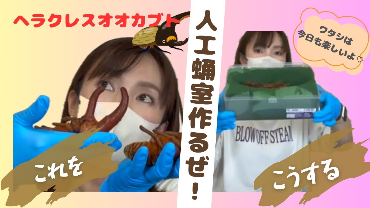 ヘラクレスのサナギを人工蛹室へ！とにかく楽しくやってるよ〜