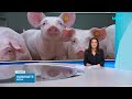 Абровски: Няма прехвърляне на африканска чума по свинете извън стопанствата | 8 авг. 2026