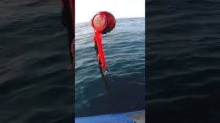 ✅️𝐃𝐨𝐛𝐥𝐞𝐭𝐞 𝐒𝐀𝐌𝐀 𝐲 𝐏𝐀𝐑𝐆𝐎 𝐜𝐨𝐧 𝐃𝐚𝐧𝐢 𝐉𝐢𝐠𝐠𝐢𝐧𝐠‼️