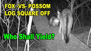 Grey Fox vs Possum Log Square Off #nature #wildlife #vs screenshot 2