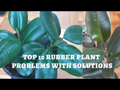 Video: Rubberplantblare word geel: Maak 'n rubberplant met geel blare vas