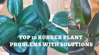Top 10 Rubber Plant Issues and solutions