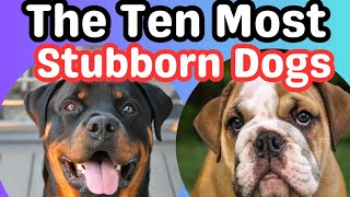 Top 10 Most Stubborn Dog Breeds: Who Tops the List? #dogsbreed #dogs #subscribe #viralvideo