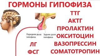 Гормоны гипофиза: ТТГ, АКТГ, пролактин, окситоцин, вазопрессин, соматотропин, ЛГ, ФСГ + про тироксин