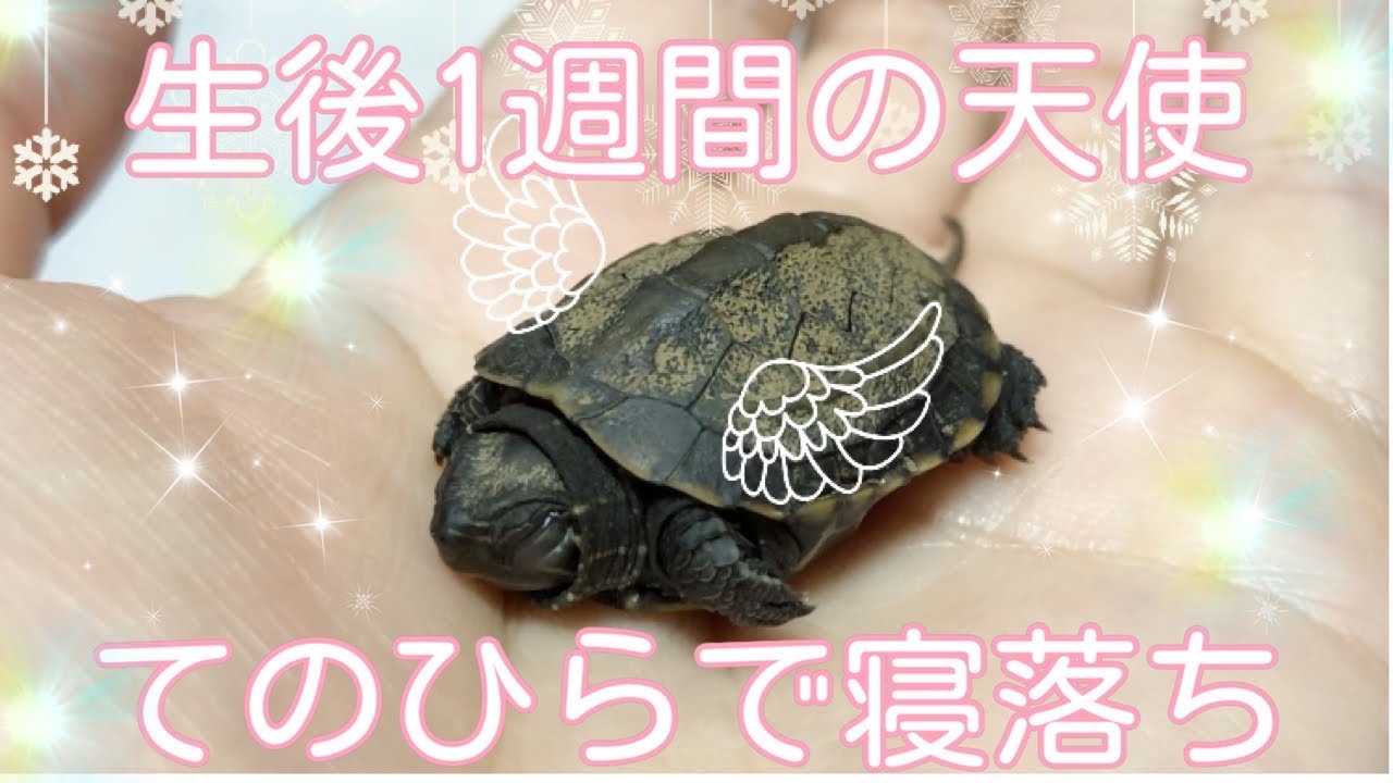 子亀飼育初心者】ゼニガメ「ポケ」の飼育奮闘日記『手の平で寝落ちする