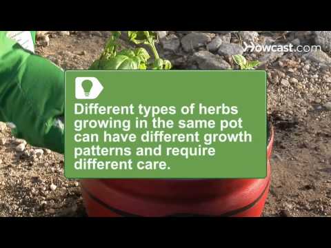 Video: Cara Menumbuhkan Kebun Herbal Ambang Jendela Dalam Ruangan