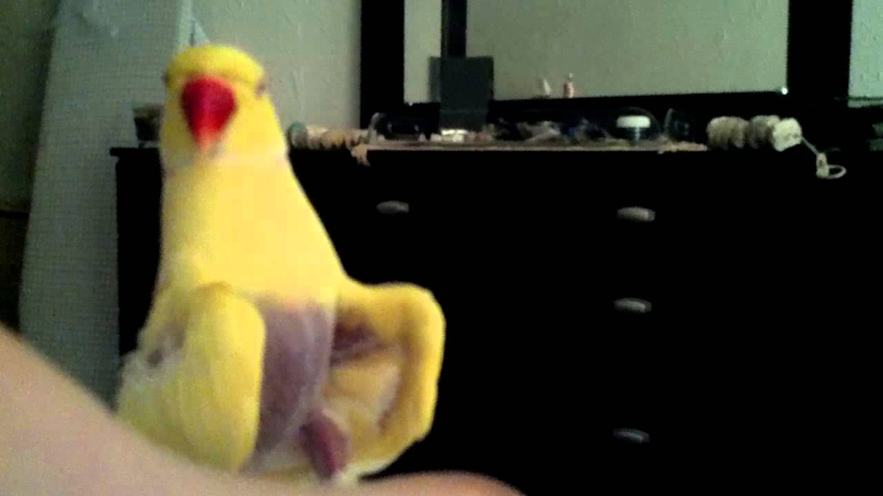 Britches finds a foot