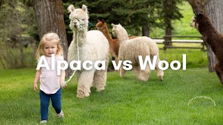 Merino Wool vs Alpaca Wool