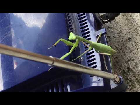 La Mantis bailadora!  /  The Dancing Mantis!!!