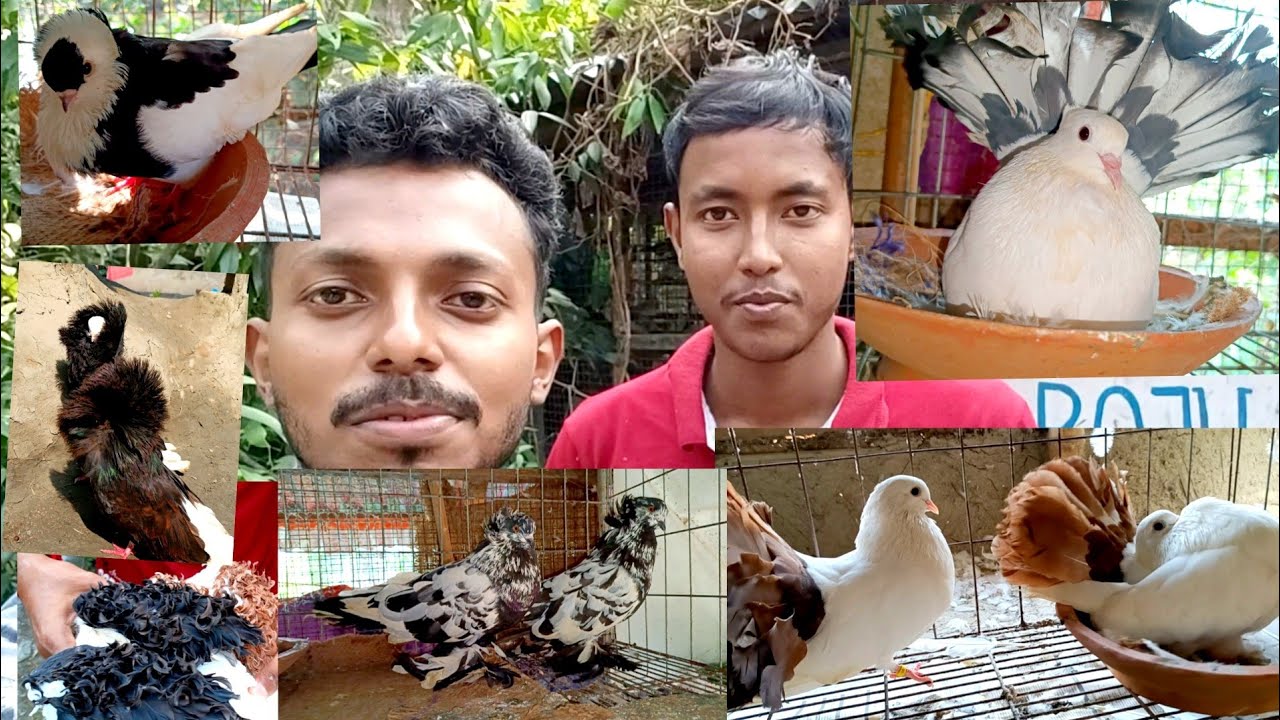 Lots of Fancy Pigeon Of Soumyadip Vai / Fancy Pigeon Loft in SundarBan , west Bengal India