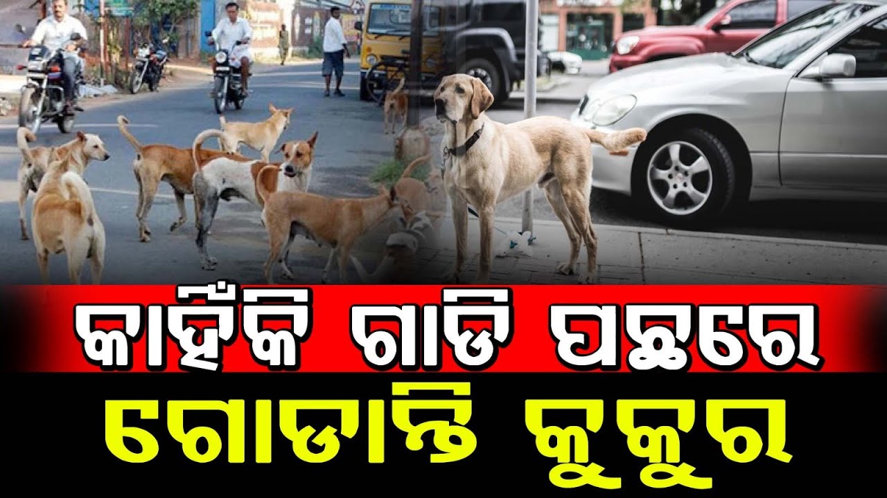 Why Do Dogs Chase Cars and Bikes? | Real Reason Behind Dog Chasing Explained