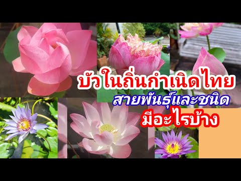 บัวดั้งเดิมในถิ่นกำเนิดของไทยมีอะไรบ้าง  มาทำความรู้จักชนิดสกุลสายพันธุ์บัวไทยกันเถอะ