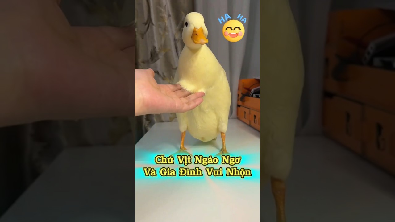 🤣 Vịt Ngáo Khiến Cả Nhà Không Nhịn Được Cười 