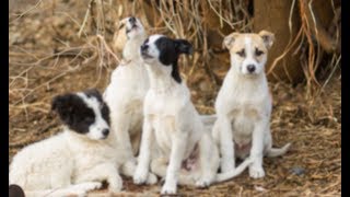 Мужчина увидел 4 псов, которые охраняли одеяло. Подойдя ближе, он ахнул от удивления Мужчина увидел 4 псов, которые охраняли одеяло. Подойдя ближе, он ахнул от удивления