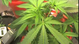 CFL Veg Room and Aquaponic Aeroponics Experiment