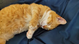 How My Cats Sleep Together screenshot 5